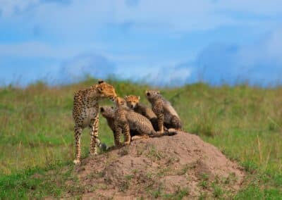 Cheetah mother with four cubs on termite mound Maasai Mara Kenya — Elias Thorne Photography