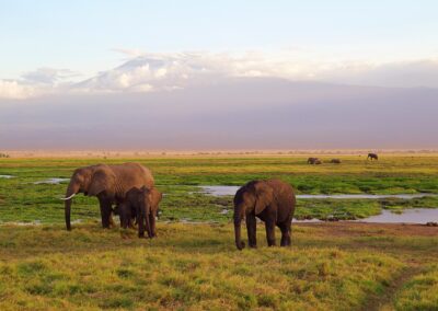 African elephant family at Amboseli with Mount Kilimanjaro in background Kenya — Elias Thorne Photography