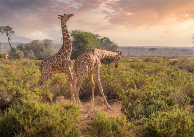 Two reticulated giraffes grazing at golden sunset in Kenya savanna — Elias Thorne Photography
