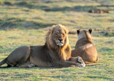 Male lion and lioness resting in golden light Kenya savanna — Elias Thorne Photography