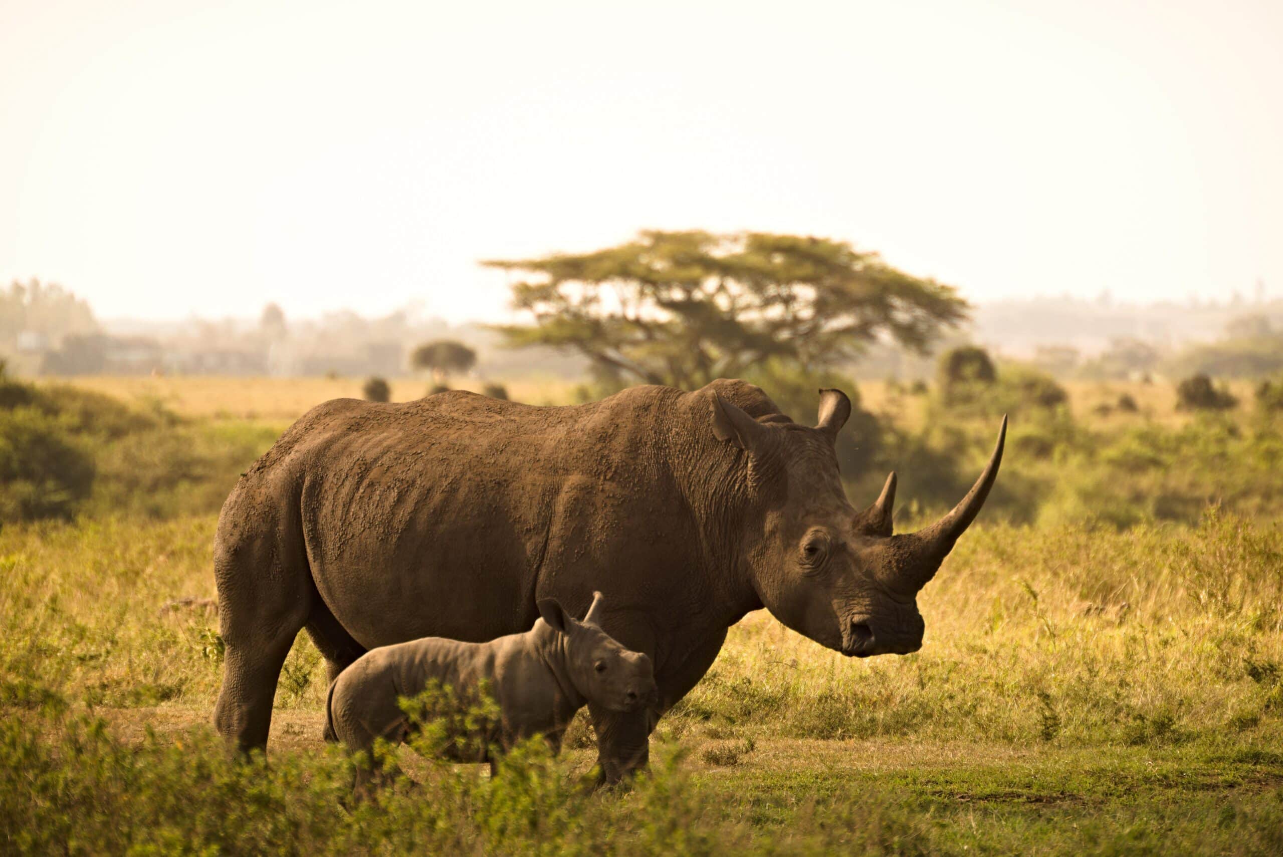 White rhino mother and calf walking through golden savanna grassland Kenya — Elias Thorne Photography