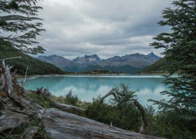 Fallen trees framing turquoise glacial lake surrounded by Patagonian forest